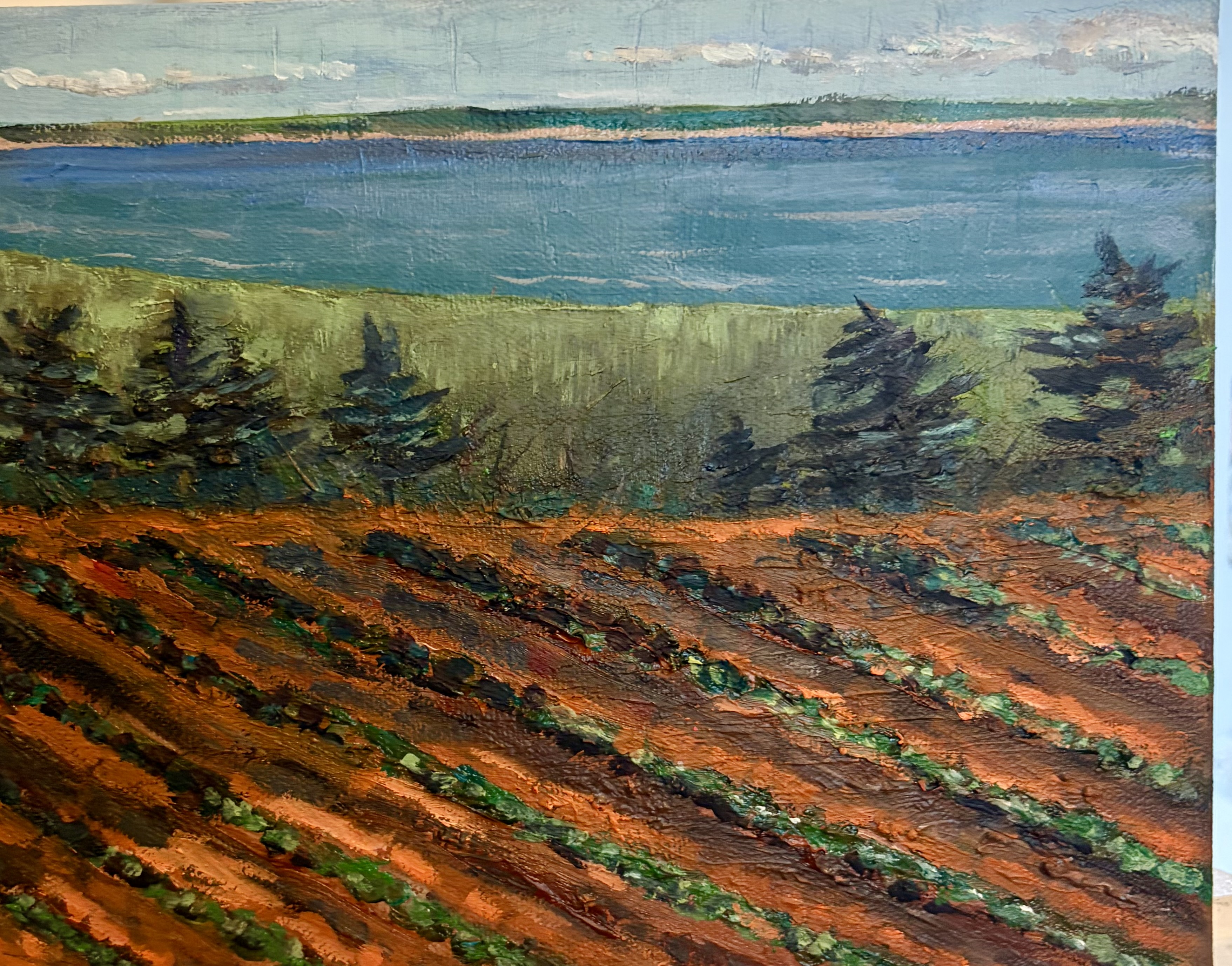Sun and shaded potato field